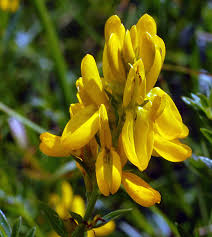 Image result for Genista tinctoria