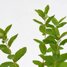 Attēlu rezultāti vaicājumam “Lonicera caerulea var. pallasii leaf”