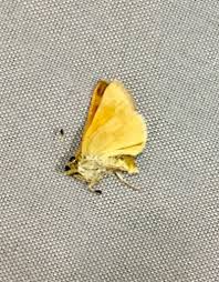 Attēlu rezultāti vaicājumam “Hesperia comma”