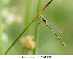 Attēlu rezultāti vaicājumam “Chalcolestes viridis”