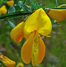 Image result for Cytisus scoparius