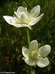 Attēlu rezultāti vaicājumam “Parnassia palustris leaf”