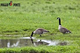 Attēlu rezultāti vaicājumam “Branta canadensis adult”