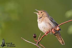 Image result for Locustella fluviatilis