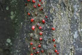 Attēlu rezultāti vaicājumam “Anthostoma decipiens”