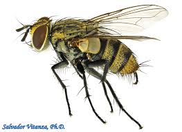 Attēlu rezultāti vaicājumam “Tachinidae”