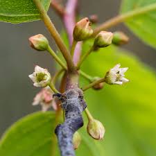 Attēlu rezultāti vaicājumam “Frangula alnus bud”