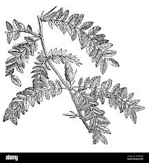 Attēlu rezultāti vaicājumam “Gleditsia triacanthos leaf”