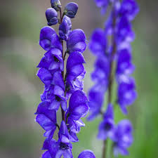 Attēlu rezultāti vaicājumam “Aconitum napellus flower”