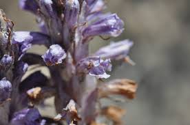 Attēlu rezultāti vaicājumam “Orobanche coerulescens bud”