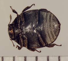 Attēlu rezultāti vaicājumam “Byrrhidae”