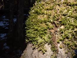 Attēlu rezultāti vaicājumam “Neckera”