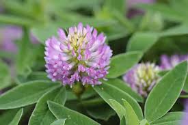 Attēlu rezultāti vaicājumam “Trifolium alpestre leaf”