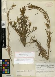 Attēlu rezultāti vaicājumam “Erysimum hieracifolium leaf”