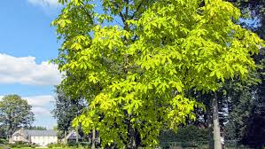 Attēlu rezultāti vaicājumam “Kalopanax septemlobus fruit”