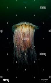 Image result for Phacellophora camtschatica