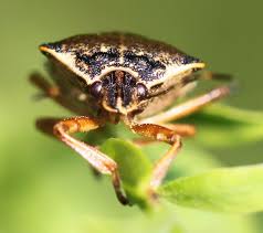 Attēlu rezultāti vaicājumam “Pinthaeus sanguinipes”