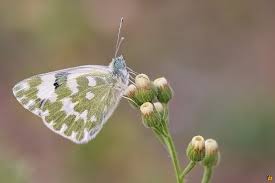 Attēlu rezultāti vaicājumam “Pontia edusa”