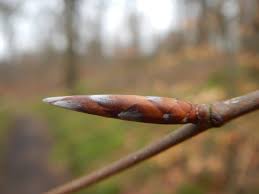 Attēlu rezultāti vaicājumam “Vicia sylvatica bud”