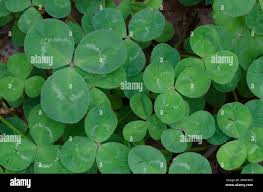 Attēlu rezultāti vaicājumam “Trifolium repens leaf”