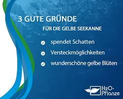 Image result for Seekanne