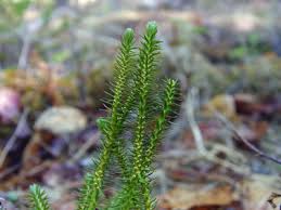 Attēlu rezultāti vaicājumam “Huperzia selago”