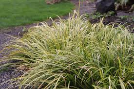 Attēlu rezultāti vaicājumam “Cychramus variegatus”