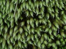 Attēlu rezultāti vaicājumam “Philonotis calcarea”