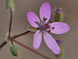Attēlu rezultāti vaicājumam “Erodium cicutarium flower”