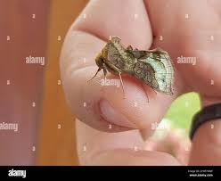 Attēlu rezultāti vaicājumam “Diachrysia tutti”