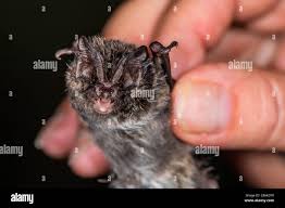 Attēlu rezultāti vaicājumam “Barbastella barbastellus”