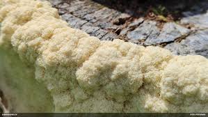 Attēlu rezultāti vaicājumam “Diderma umbilicatum young”