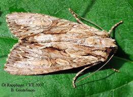 Attēlu rezultāti vaicājumam “Apamea monoglypha”