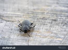 Attēlu rezultāti vaicājumam “Silpha obscura larva”