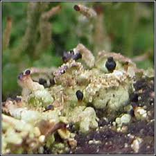 Attēlu rezultāti vaicājumam “Cladonia parasitica”