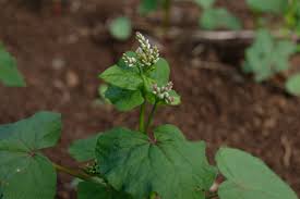 Attēlu rezultāti vaicājumam “Fagopyrum esculentum leaf”
