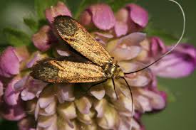 Attēlu rezultāti vaicājumam “Nemophora metallica”