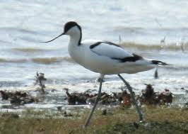 Image result for Recurvirostra avosetta