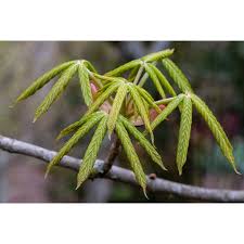 Attēlu rezultāti vaicājumam “Aesculus x hybrida leaf”