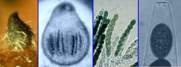 Attēlu rezultāti vaicājumam “Sordaria fimicola”