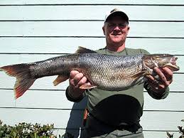 Image result for Ptychocheilus grandis