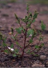 Attēlu rezultāti vaicājumam “Chenopodium acerifolium”