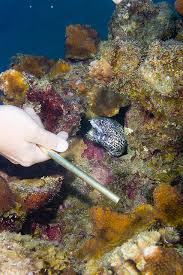 Image result for Gymnothorax moringa