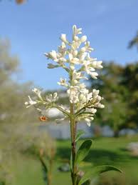 Attēlu rezultāti vaicājumam “Ligustrum vulgare”