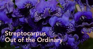 Image result for Streptocarpus
