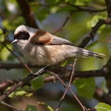 Image result for Remiz pendulinus