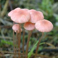 Attēlu rezultāti vaicājumam “Mycena rosella”