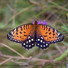 Attēlu rezultāti vaicājumam “Boloria eunomia upperside”