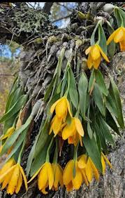 Attēlu rezultāti vaicājumam “Carex appropinquata leaf”
