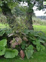 Attēlu rezultāti vaicājumam “Arctium nemorosum”